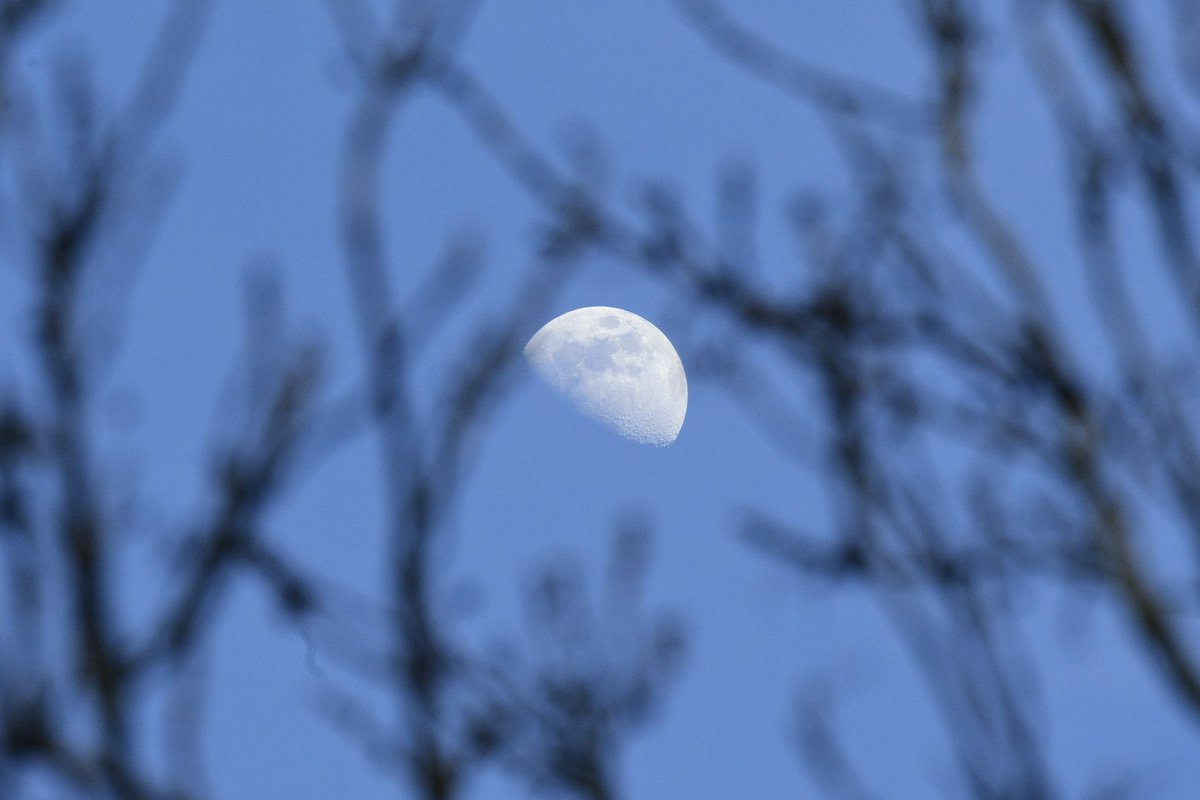 jonesy1007's tweet photo. Monday evening's moon, 66% lit in blue evening sky.
Anyone else see a face of a seal (around Archimedes) on the moon or am I looking too hard 😂 #itsbeenalongday #clairobscur #MoonHour @MoonHourSocial @SkyCalPro https://t.co/EhXMb1kcTU