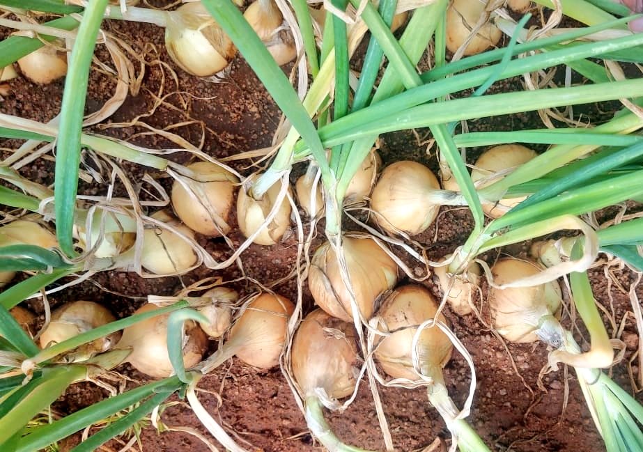mucharedzeyi's tweet photo. Make use of Chirombo and have straight lines when transplanting onion. Easy to calculate plant population. Easy to position seedlings.
#mudumenwemari https://t.co/GlwdDoj0E9