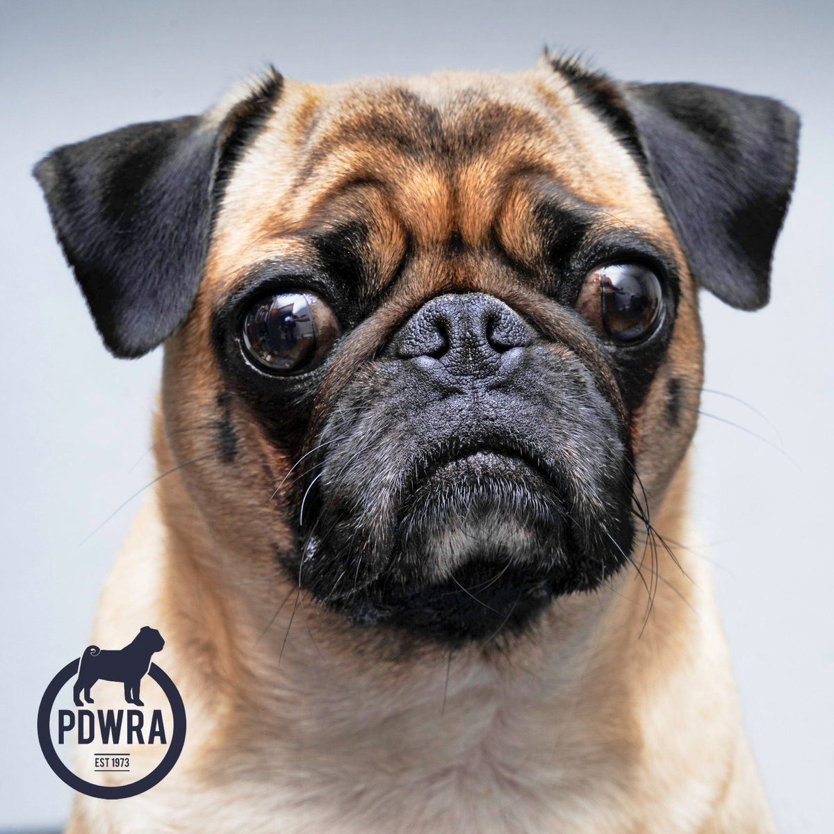 The PDWRA is entirely run with the help of our supporters. Could you help out pugs in need with a small donation, however large or small? ecs.page.link/NqPCS 
#pdwra #pugcharity #pugadoption #pughealth #pugwelfare #pugs