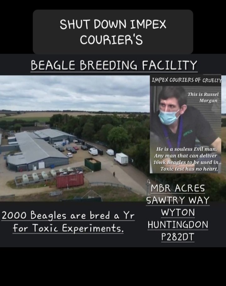 They took 2 vans full of puppies again to their deaths. #russelmorgan #impex #impexcouriers #impexcouriersofcruelty #islip #thrapston #Kettering #animalabuse #evil #beagles @cbuk22 #freethembrbeagles #shutdownmbr