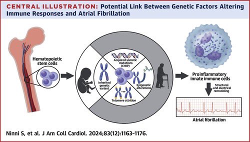 🔴 Genetic Factors Altering Immune Responses in Atrial Fibrillation @JACCJournals #CardioEd #Cardiology #CardioTwitter