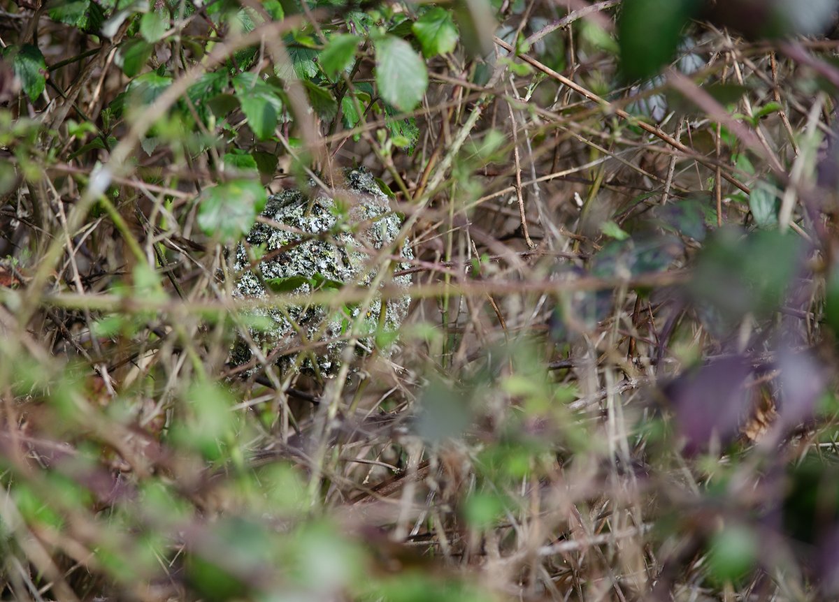 For years I've hoped to stumble across a Long-tailed tit nest and today I found one in the garden! It's a work of art. Sorry you can't see much of it in my picture. It's buried deep in Bramble and I didn't want to disturb them. But I'm so pleased. Cosiness epitomised!