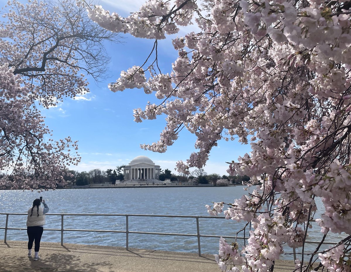 What's it like around the Tidal Basin today? We're glad you asked! It's a little cool, a little windy, and a lot amazingly beautiful. The second day of Peak Bloom is looking great. 🌸🌸Plan your visit: nps.gov/cherry 🌸🌸 #CherryBlossom #BloomWatch #WashingtonDC