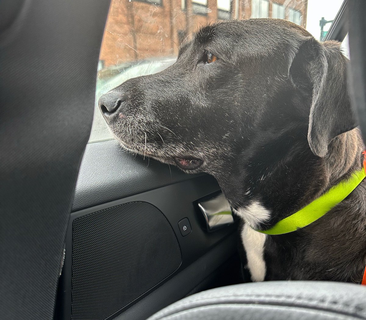 NifMuhammad's tweet image. Wendy is 100% My Dog because any time she’s met with even a minor disorienting inconvenience (in this case/in most cases, it’s spending a little time at the vet,) she falls into what seems like a massive existential spiral which she can’t be shaken out of for at least three hours