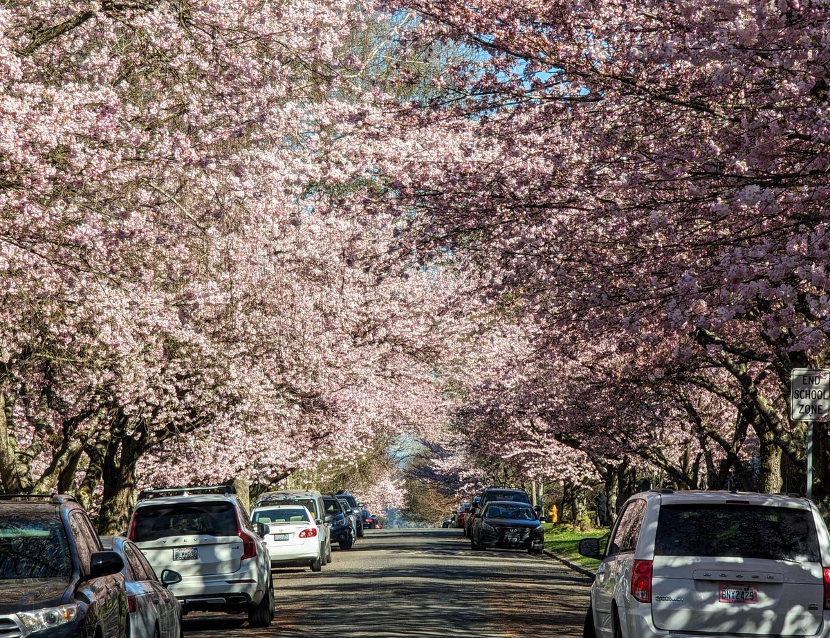 alpendamon's tweet photo. Spring drop https://t.co/pF0Ah3xMFz