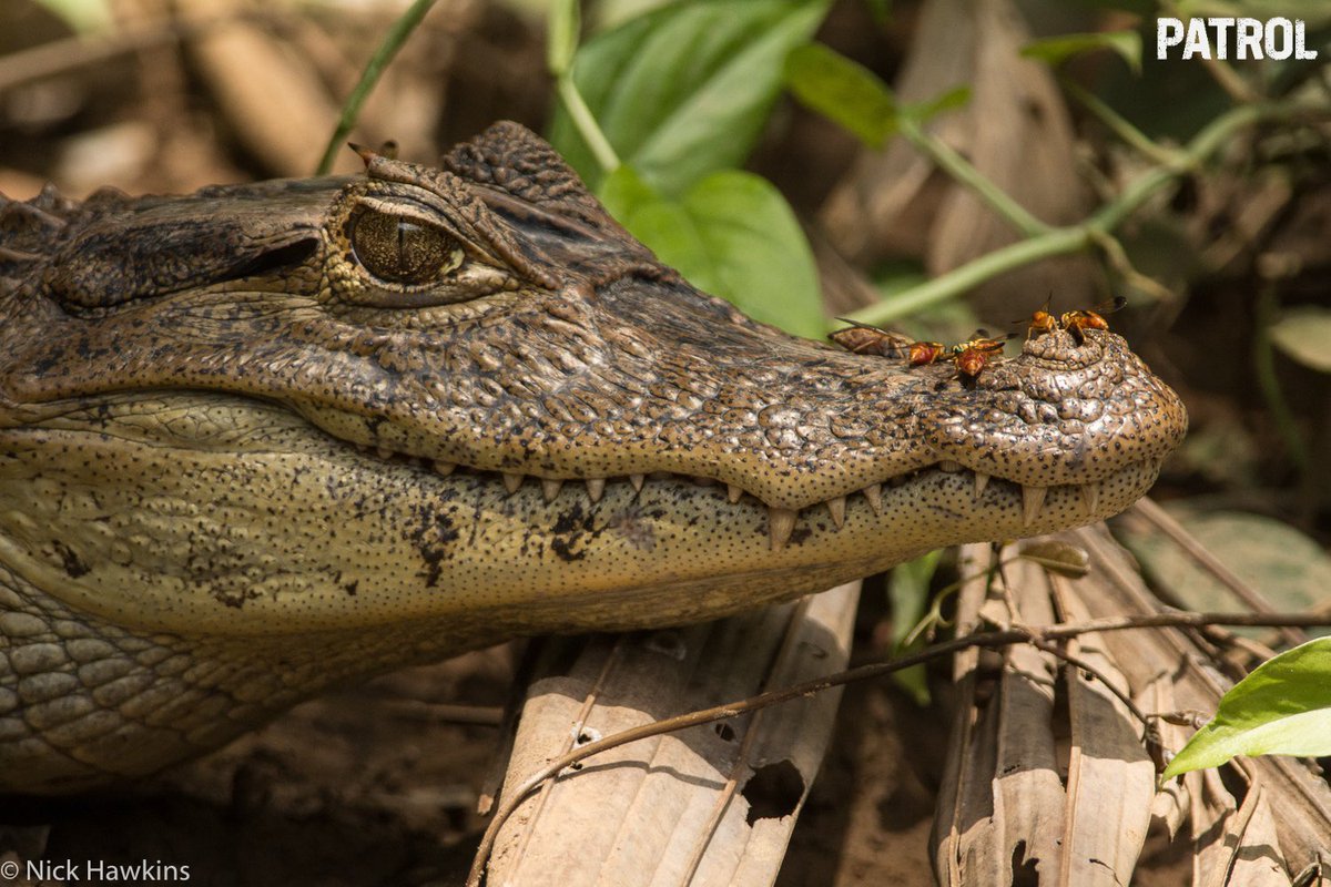 ¿Sabías que en Indio Maíz existen 55 especies de reptiles y 34 de anfibios?🦎 

Para proteger esta increíble variedad de especies y su hábitat, visitá peliculapatrullaje.com y firmá nuestras peticiones. 

#IndioMaiz