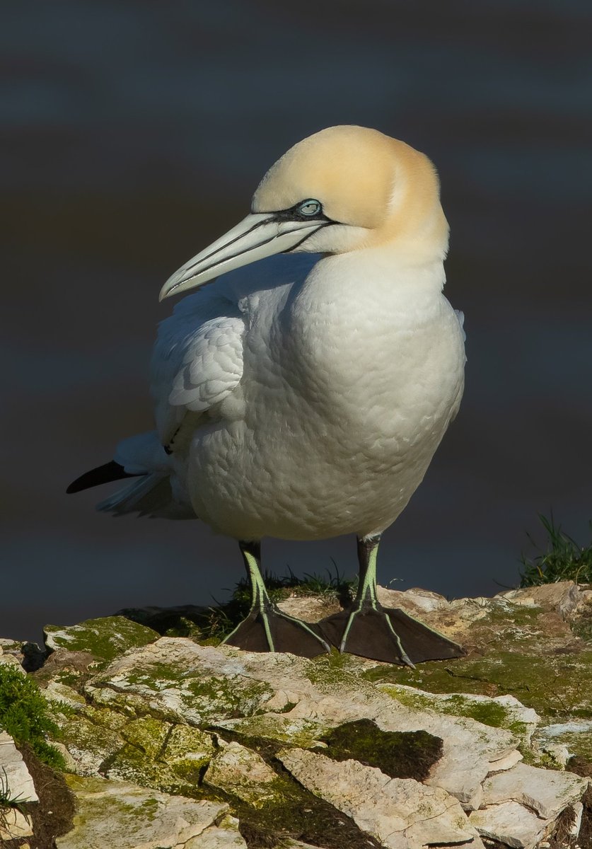 Northern Gannet back on the cliffs at Bempton. Stunning birds and hopefully they can bounce back from avian bird flu.