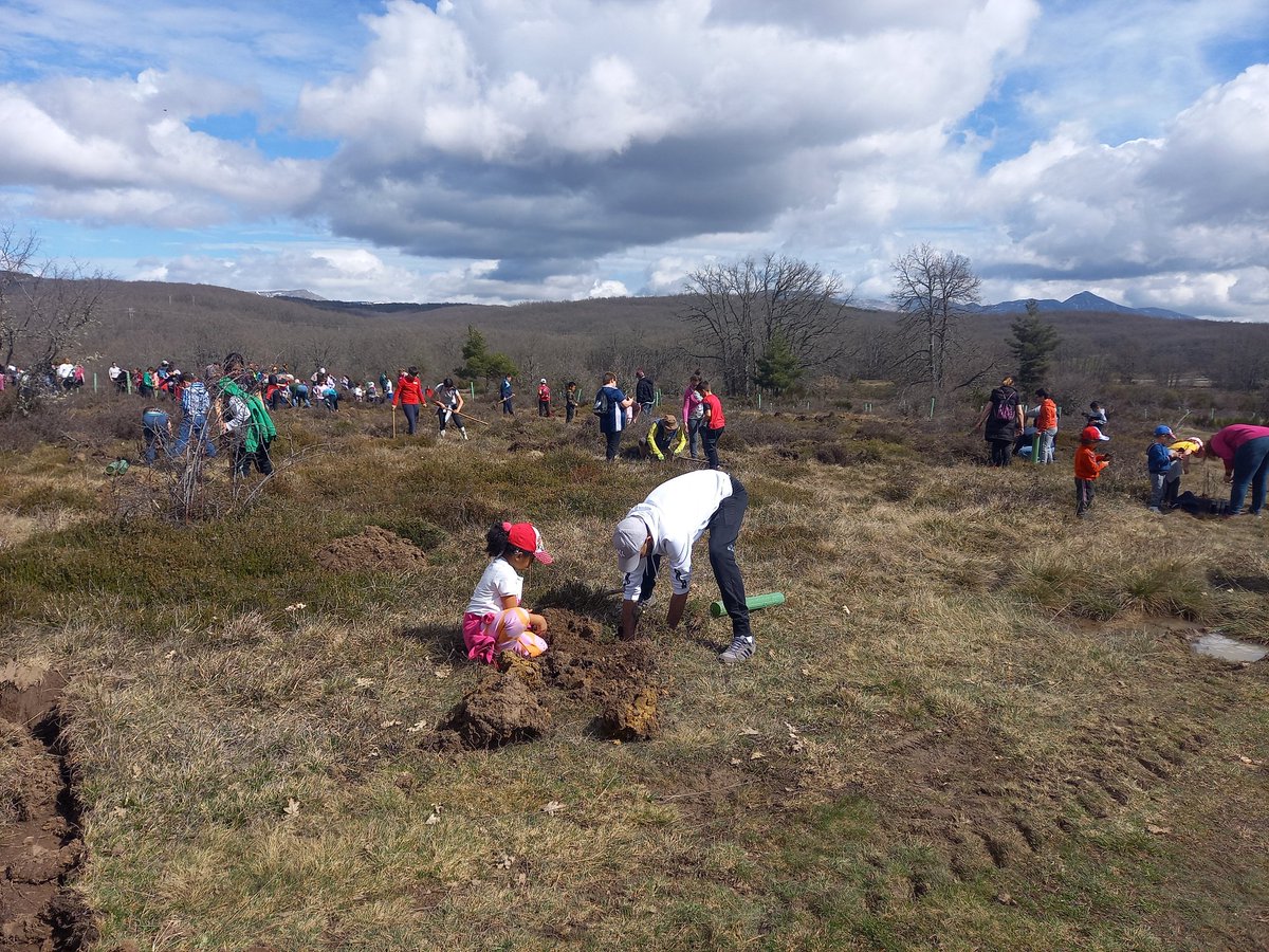 200 escolares con sus familias ayudando a fomentar la biodiversidad de la montaña palentina con más de 2.500 árboles en los últimos 3 años. Gracias <a href="/aytoguardo/">Ayuntamiento Guardo</a> <a href="/CEIP_LAS_ROZAS/">C.E.I.P. LAS ROZAS</a> @ceipvegaredonda <a href="/CEIPElOtero/">CEIP El Otero</a> @ceesantiagoapostol
