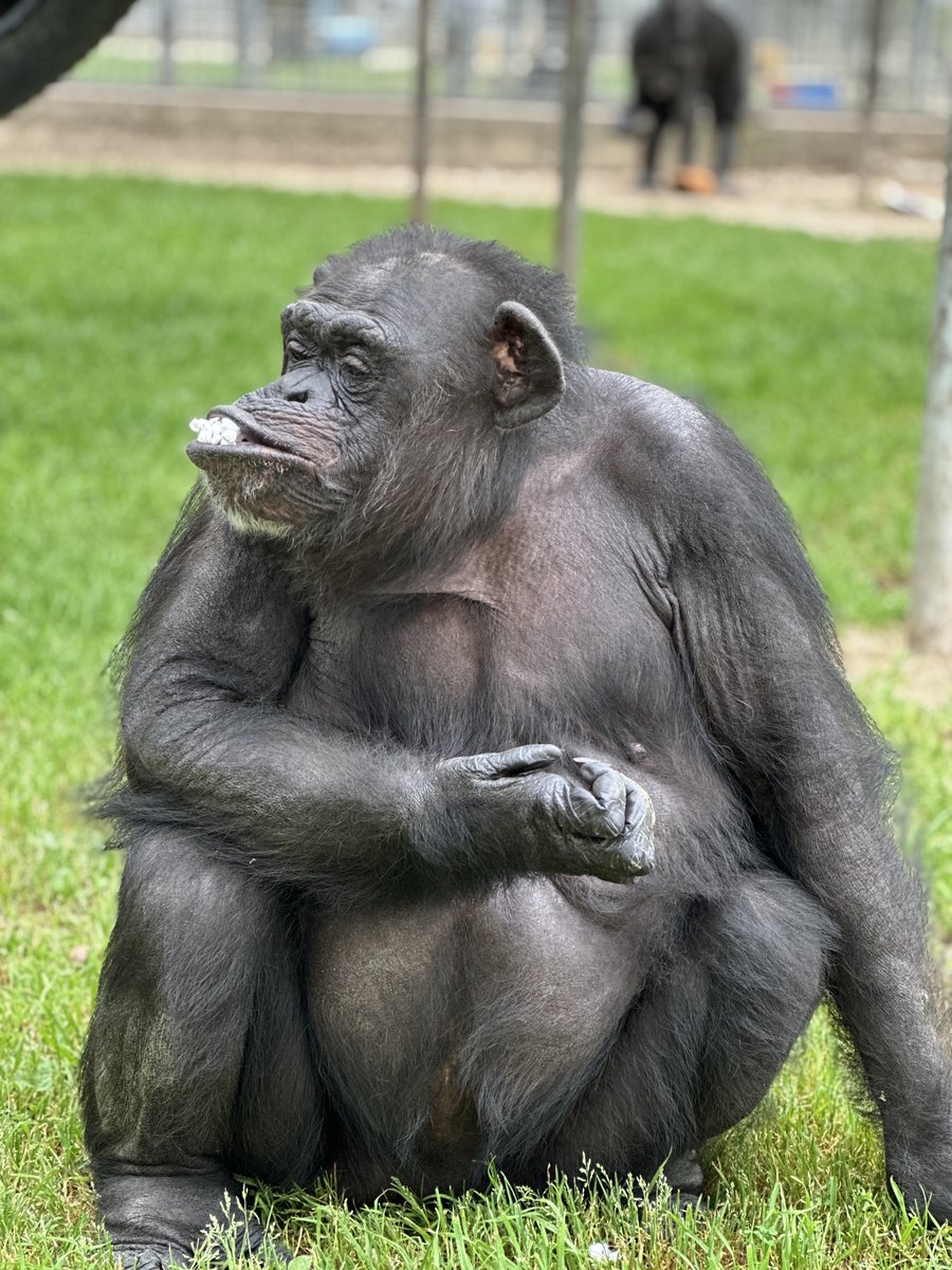 Primarily Primates tweet media