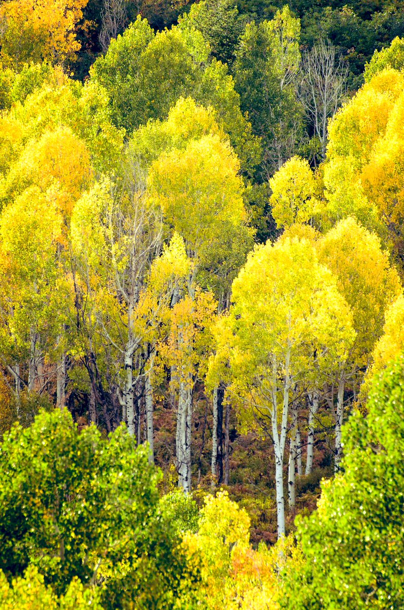 Los árboles y los sueños. “El inmenso abanico verde del bosque. Estos árboles tiene la agradable amplitud y la fuerza de los grandes sueños.” ✍️Luis Ferdinand Cėline ¡Saludos! …¡Y feliz día! 📷Mat Payne