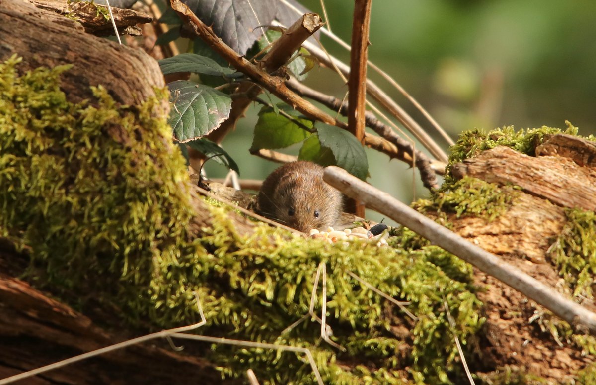 got lucky spotting a little vole today in my local woods in thurrock. @EssexWildlife @SallyWeather @Natures_Voice @RSPBEngland @Steveredwolf @Essexlife @WoodsideAcademy @yourthurrock @BBCSpringwatch