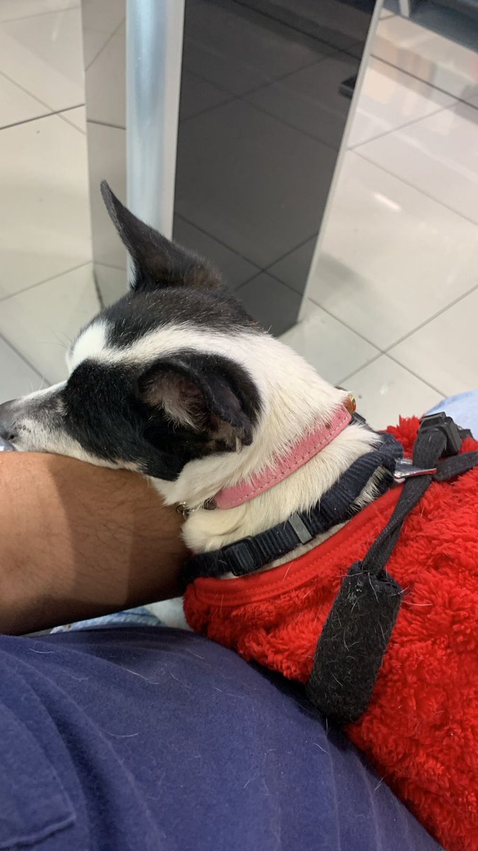 rbksokol's tweet image. Se acuerdan de Yoshi perrita rescatada del #HuracánOtis en #Acapulco y que trajimos a la #BrigadaDeVigilanciaAnimal para rehabilitarla ya que estaba mal de su cadera, estaba desnutrida y no veía bien?
Pues ya fue adoptada!! se fue a Estados Unidos con una gran familia🙂🐶