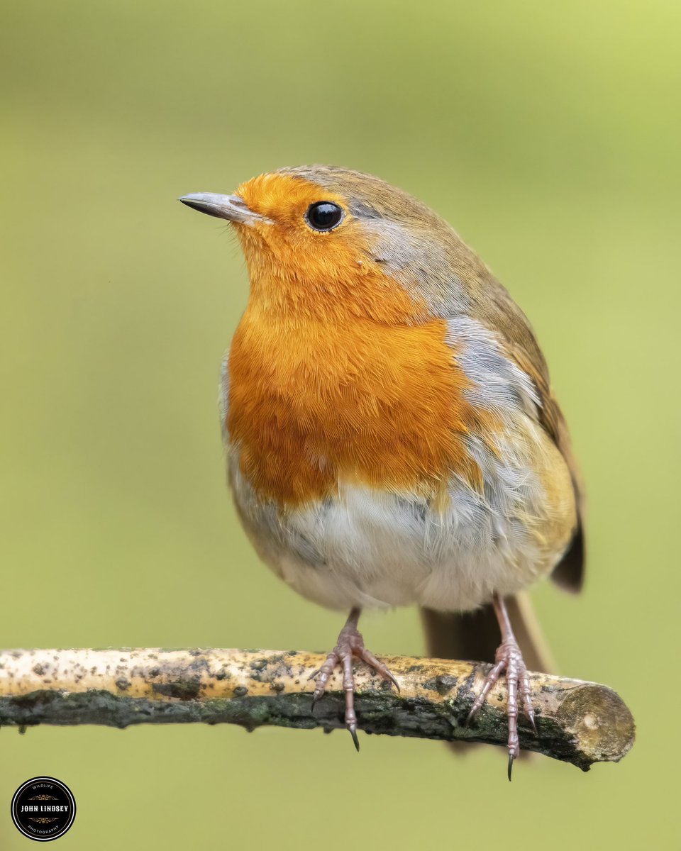 Just wrapped up an amazing shoot last week at Pennington Flash in Leigh! 📸✨ Despite the early start, a good ol' strong coffee powered me through. ☕ One of the highlights? Getting up close and personal with the breathtaking Robin. @UKNikon