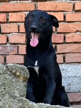 millypod1's tweet photo. π18 MAR 2024 #Lost ETHAN #ScanMe
YOUNG Black/ White Chest Pointer Cross Male
Terrific Bark Park is on a private estate in #StokePoges nr #Slough #Buckinghamshire #Bucks #SL0
https://t.co/XB1981DvBP https://t.co/ILuk1ORAAZ