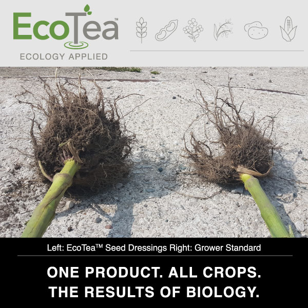 For 5+ years #EcoTea has been successfully used in #OntAg. The resilience &amp; results of our biology offers benefits like improved cold &amp; drought tolerance, faster germination &amp; increased crop quality. Works on all crops! Check out the results - ecotea.ca/trials