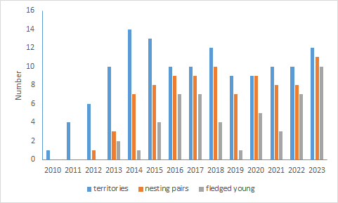 On the flip side, 51 young have now been fledged in the wild. No of fledged young crashed in 2018+ due to the loss of 2 most productive females to bird flu but is increasing again. One Irish bred female fledged 10 young in 4 years since 2020 and no of pairs is up to 16 in 2014