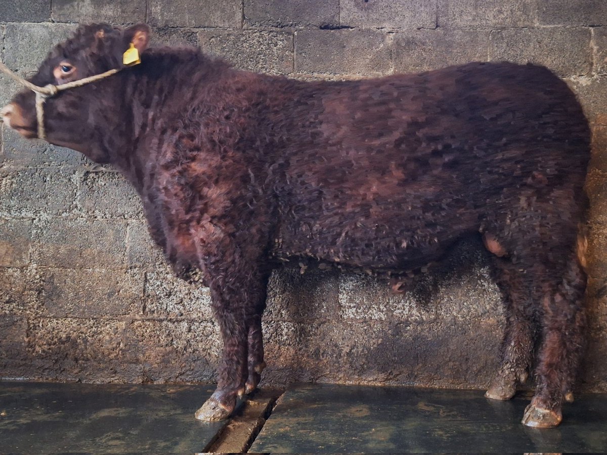 First wash for CARRENTUBBER CZAR POLL 13mth old son of OnlyPP out of a Variegeois dam. A well shaped calf  with a very good temperament,
