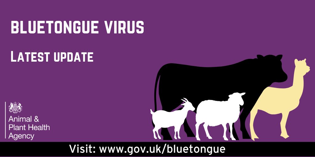 BTV weekly update: Following surveillance in Kent/Norfolk/Suffolk, there have been no further findings of #Bluetongue between 11 and 17 March. Total number of cases stands at 126. Livestock keepers must remain vigilant & follow the restrictions that apply to higher risk animals.