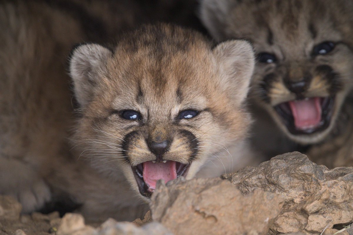 NACEN CUATRO CACHORROS DE PUMA EN #PARQUEPATAGONIA · Limba, una hembra de puma de unos 3-4 años de edad ha parido a cuatro pequeños cachorros.

Contar con estas nuevas crías es una gran noticia que nos recuerda la importancia de proteger y preservar la vida salvaje.