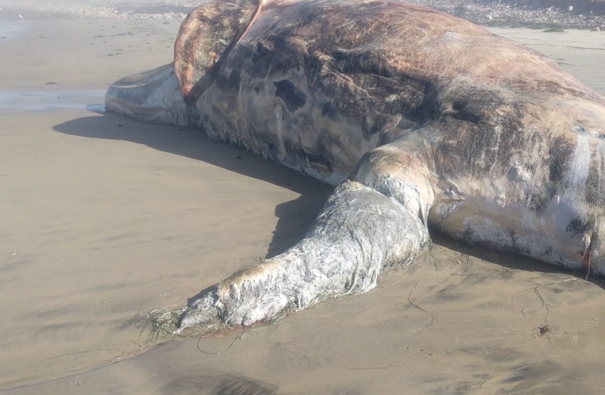 Is this tattered whale appendage something other than a penis?