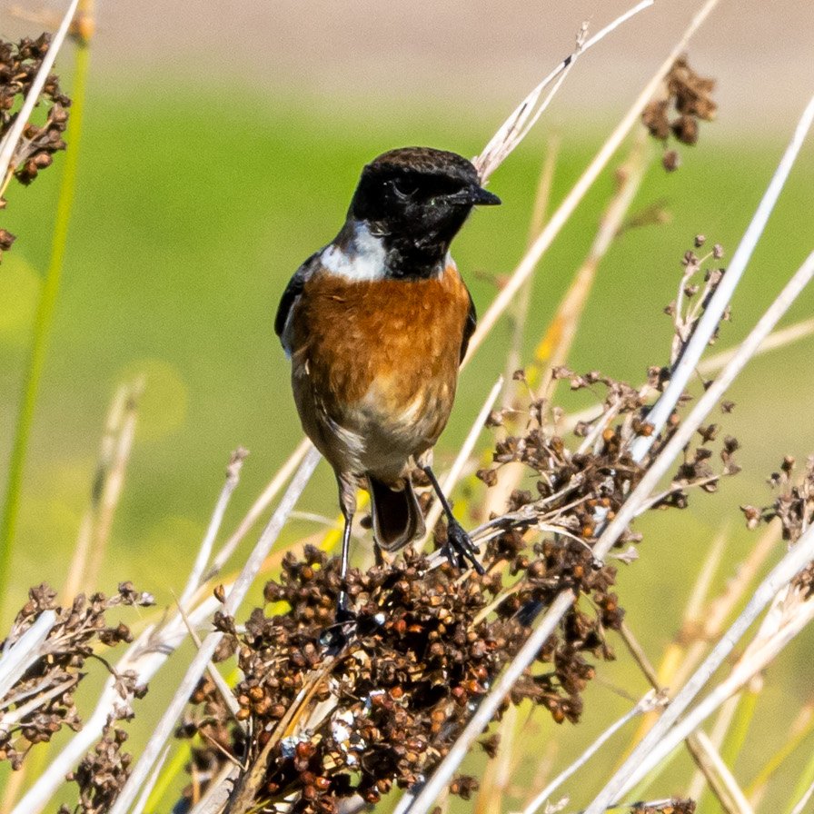 Urban Birder Weekend in Portland, Dorset 20/23 June 2024 Enjoy a leisurely weekend birding around this gorgeous part of England. Ideal for beginners! To book: theurbanbirderworld.com/tour/urban-bir……………………