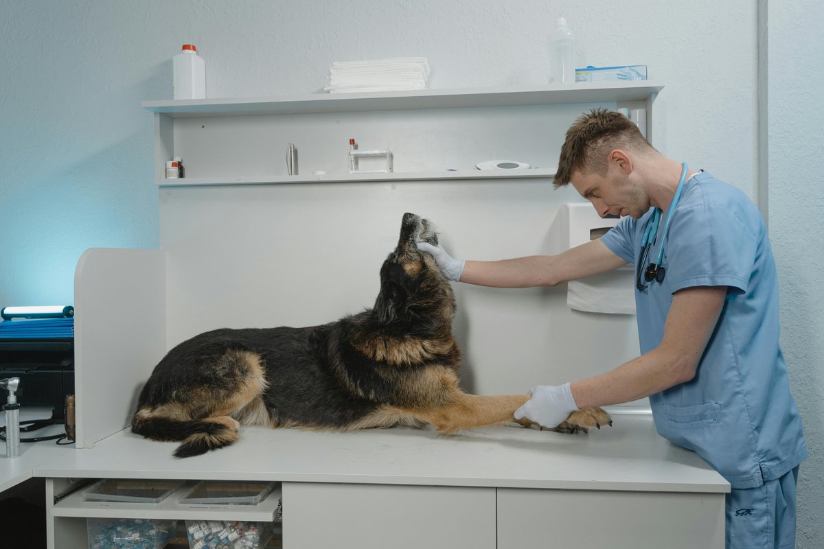 Veterinarian Clinic Cleaning Services in Edmonton 

More: edomeyenterprises.com/blog/veterinar… 

#yeg #edmonton #yeggers #yeglocal #yeglife #yegcleaning #yegcleaningcompany #yegcleaners #yegcleaningservices #edmontonnews #edmontonab #edmontonlife #edmontoncleaning #edmontoncleaners #yegvet