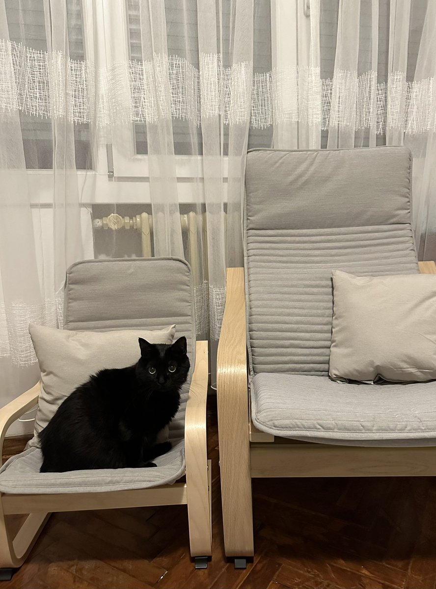 Çita Topalgöbüş / Zeytin The Dabbenur tweet media