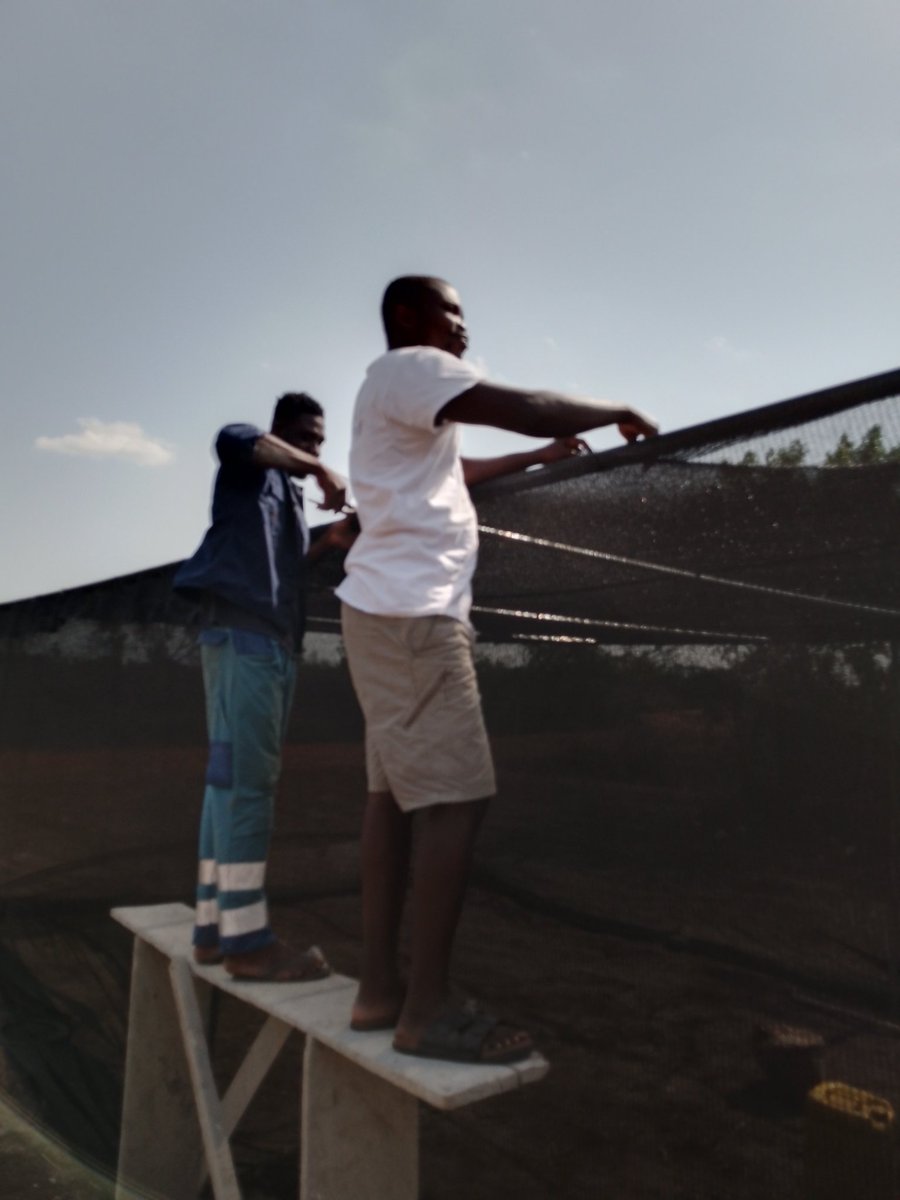 VamideAgble's tweet photo. Our greenhouse snail unit is almost ready to start the programme for the year.

#VamideAgble #YouthEmpowerment #Agribusiness #AgricisBae #SDGs https://t.co/FUftr2uSSl
