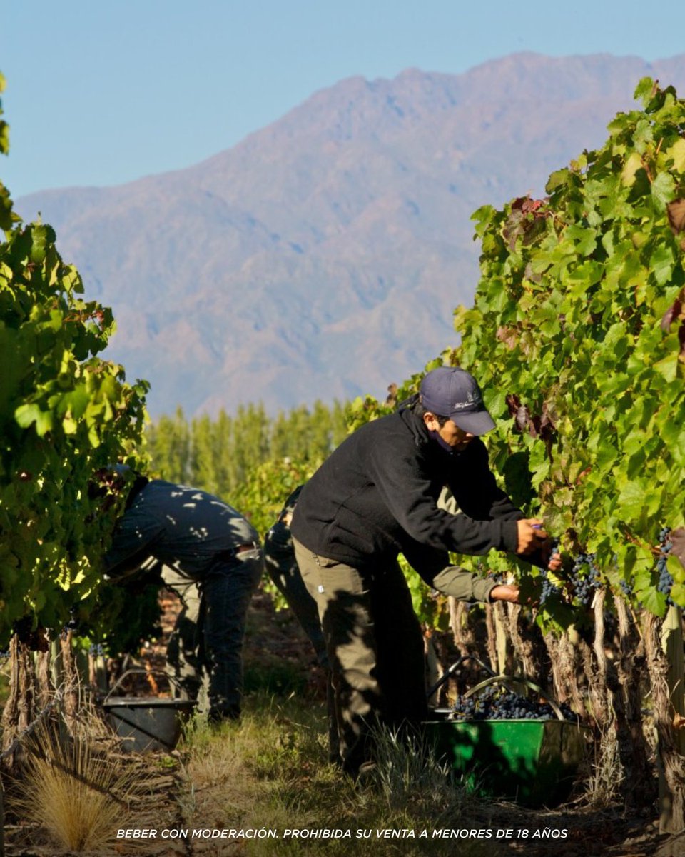 Postales de un momento determinante para la creación de nuestros vinos. La vendimia nos conecta con la naturaleza y reafirma nuestro compromiso con su cuidado y respeto. #Vendimia2024 #wines #vino #bodegas #valledeuco #salentein #salenteinwines #salenteinbodega