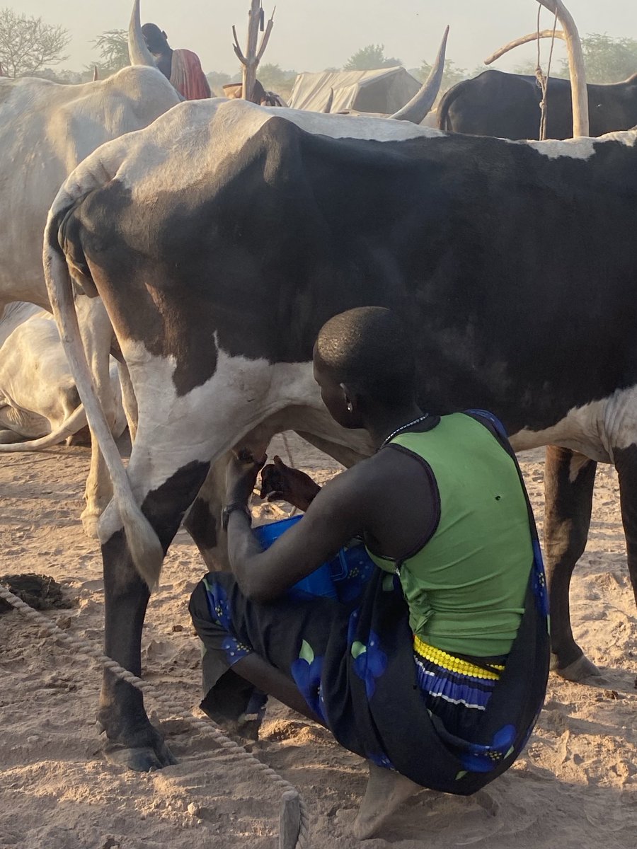 Early morning incredible visit to witness life on a Cattle Camp in South Sudan with ⁦@McConalogue⁩. Thank you ⁦@FAOSouthSudan⁩ and ⁦@WFP_SouthSudan⁩ for an amazing two days. ⁦@dfatirl⁩ ⁦@IrlEmbEthiopia⁩ ⁦@Irish_Aid⁩