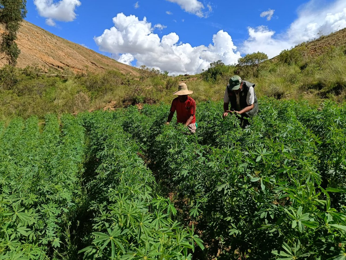 SenasagBolivia's tweet photo. #Potosí
🇧🇴⚙SENASAG-MDRyT, a través del Proyecto #GranosAndinos, realizó vigilancia fitosanitaria, monitoreo de trampas para el control etológico y el tratamiento fitosanitario para el control de plagas en el cultivo de #Tarwi, en municipio de #Acasio y #SanPedro_ de_BuenaVista https://t.co/aHPJIltw54