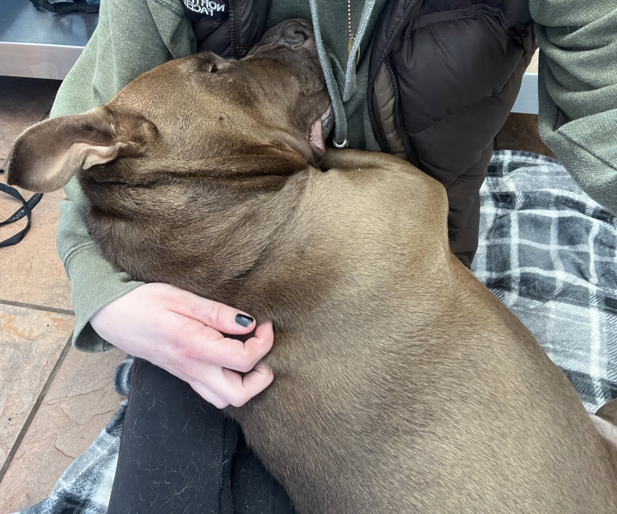 bay_mcdaniel's tweet photo. Fly high MoMo, Mowgles, Mowgli.. Baby boy. .  
Go get the bastards who tied you up as a bait dog.    Go find Gurl and Marley, you three cause hell up there.  
Thank you for choosing me as your comfort and best friend.  It fucking kills me I couldn’t save you. 🪽💔 https://t.co/QyTbxLFrKb