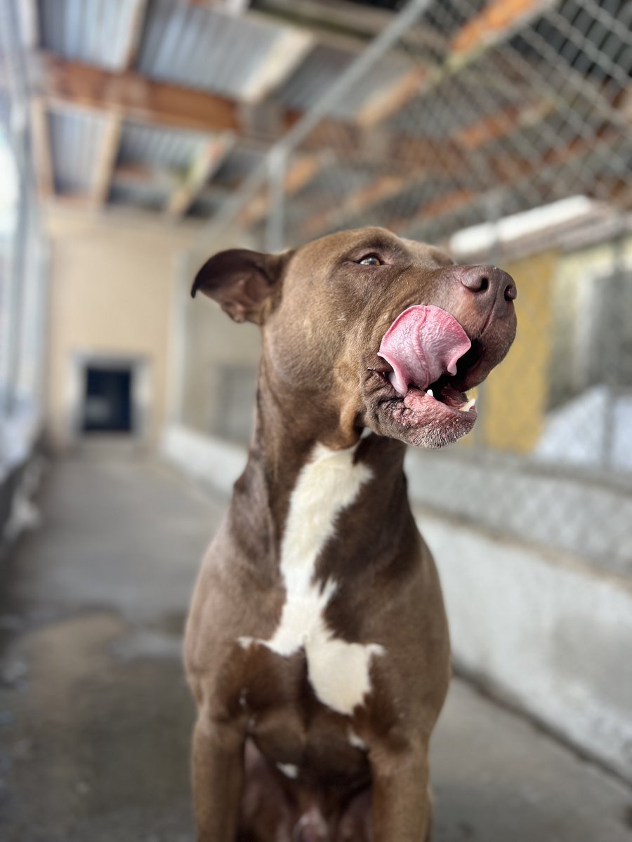bay_mcdaniel's tweet photo. Fly high MoMo, Mowgles, Mowgli.. Baby boy. .  
Go get the bastards who tied you up as a bait dog.    Go find Gurl and Marley, you three cause hell up there.  
Thank you for choosing me as your comfort and best friend.  It fucking kills me I couldn’t save you. 🪽💔 https://t.co/QyTbxLFrKb