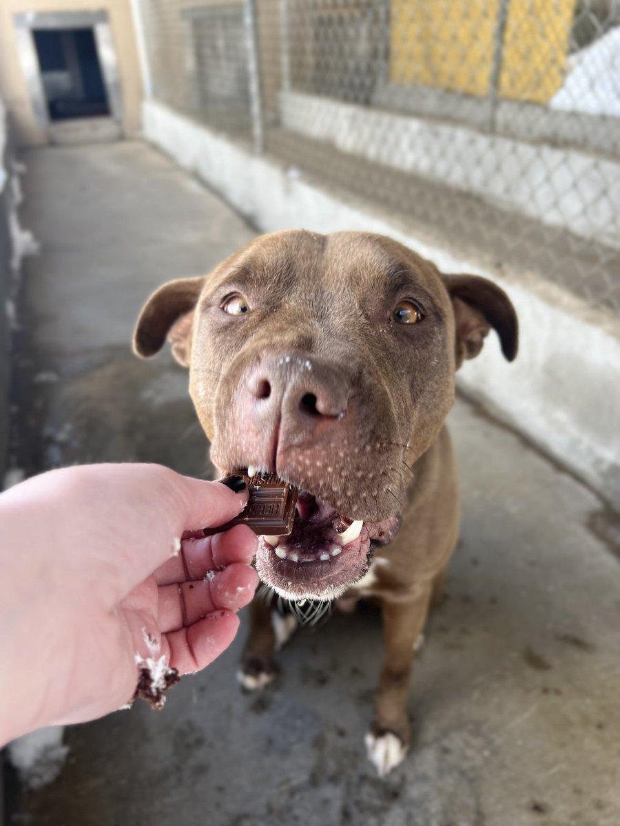 bay_mcdaniel's tweet photo. Fly high MoMo, Mowgles, Mowgli.. Baby boy. .  
Go get the bastards who tied you up as a bait dog.    Go find Gurl and Marley, you three cause hell up there.  
Thank you for choosing me as your comfort and best friend.  It fucking kills me I couldn’t save you. 🪽💔 https://t.co/QyTbxLFrKb