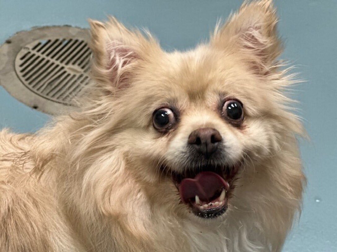 💔🐾 AJAX 🐾💔 #NYCACC TB☠️ 3/19 Found wandering in Brooklyn 3/3 Microchipped/no owner has showed up 🏥CIRDC and possible collapsed trachea Fearful, heavily panting and thrashing against kennel door Please #RT #PLEDGE #FOSTER #194478 8yrs