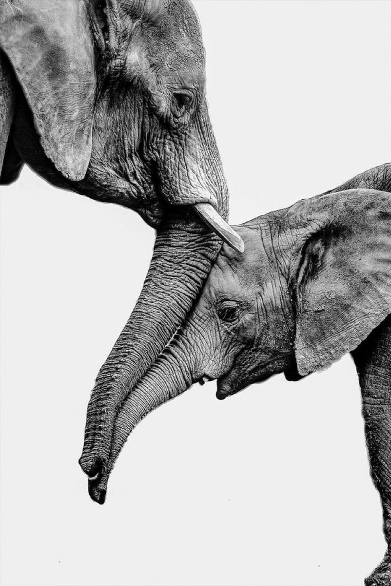BastianGct's tweet photo. La photo ci-dessous a été prise par Jesus Frias et a été sélectionnée pour les Sony World Photography Awards 2024, aux côtés de plus de 385 000 autres candidatures du monde entier. C'est une excellente représentation des relations profondes entre les #elephants https://t.co/r1CnBQAIjU