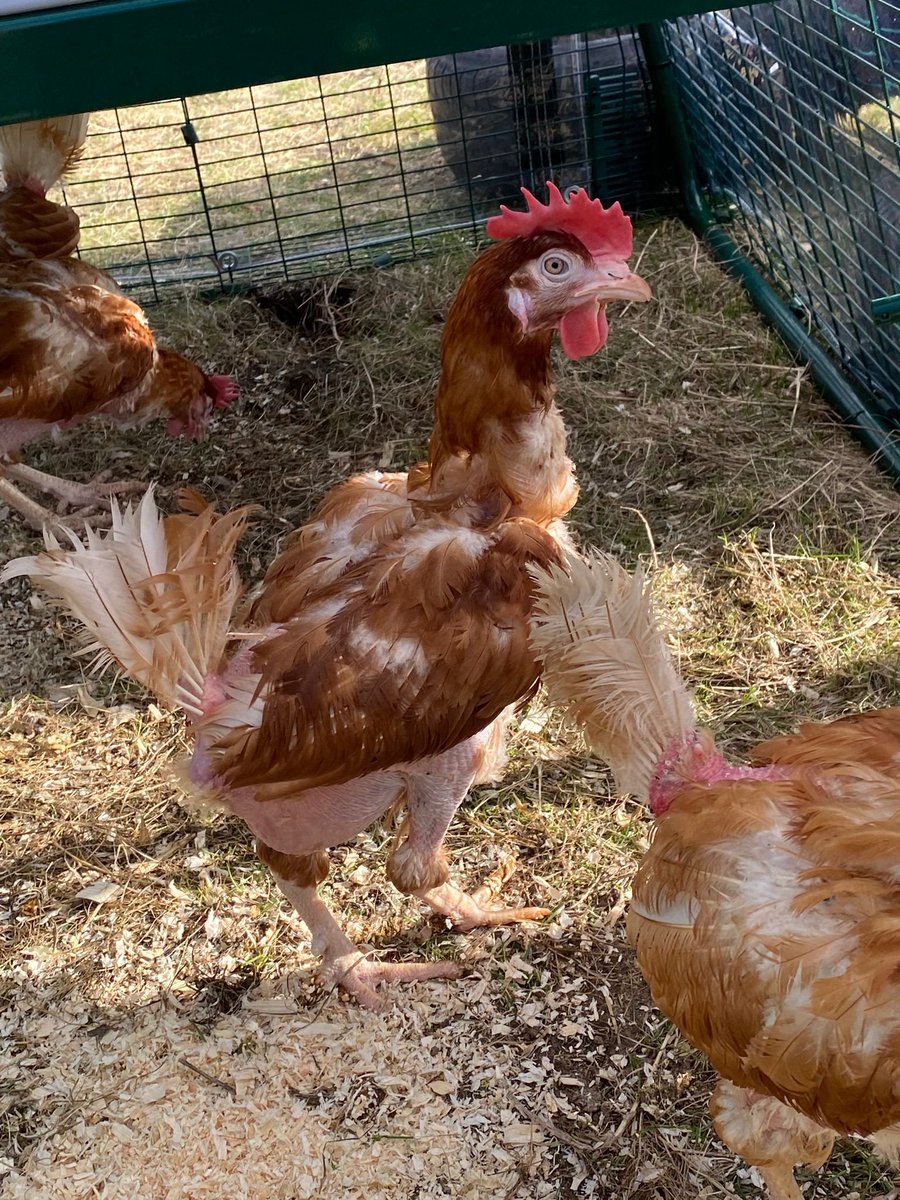 Emergency chicken rescue happened over the weekend. Welcome to Ethel, Florence, Gerty and Henrietta! They came from an egg farm and are very timid, ill and uncomfortable but we're hoping to nurture them back to health soon. #HWB #skills #KindleUnlimited