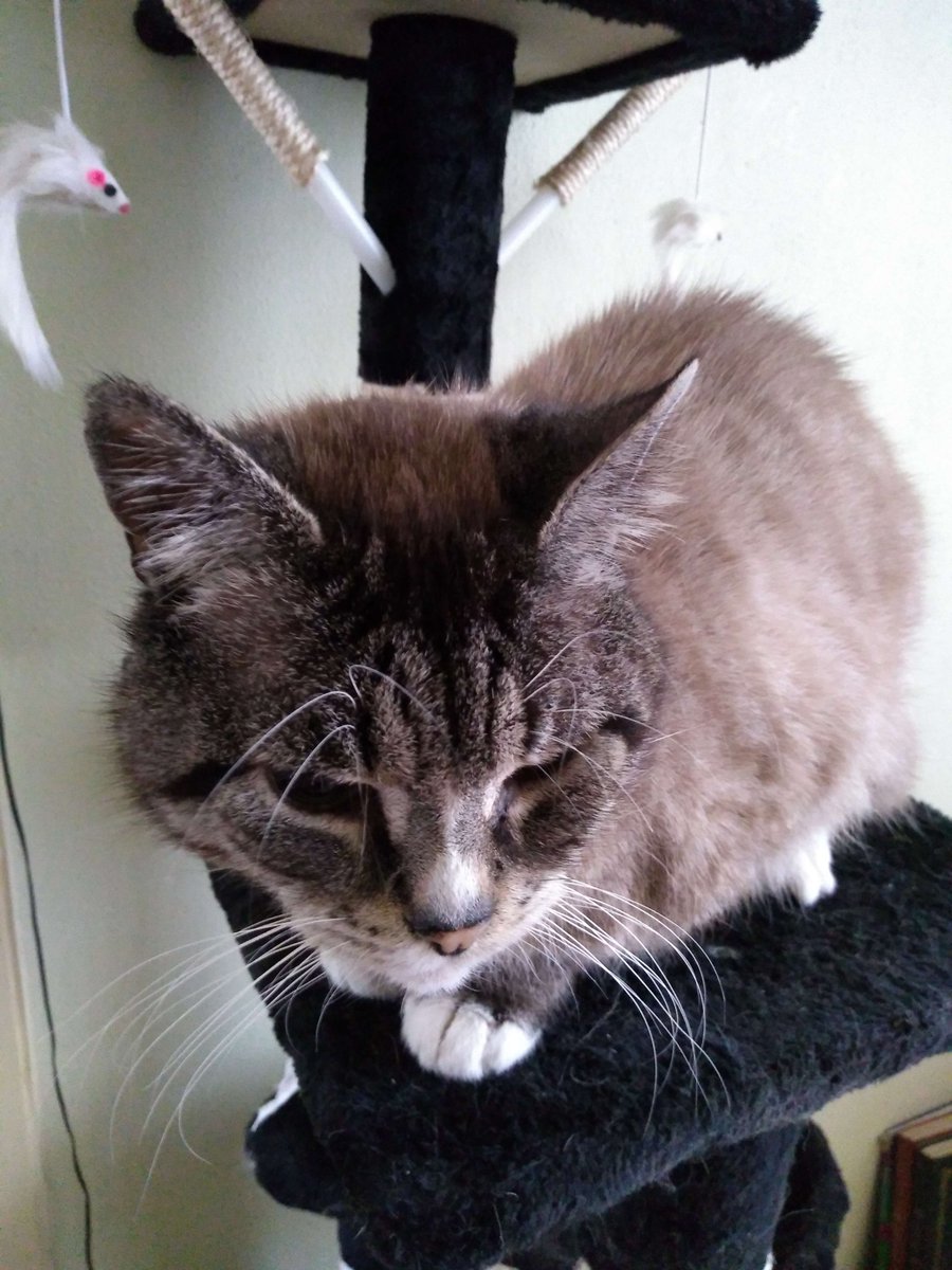 initrd2's tweet image. Kira en Shiro zeggen hallo.