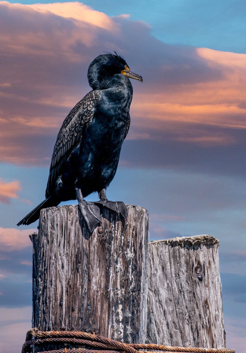 A double-crested Cormorant just chilling