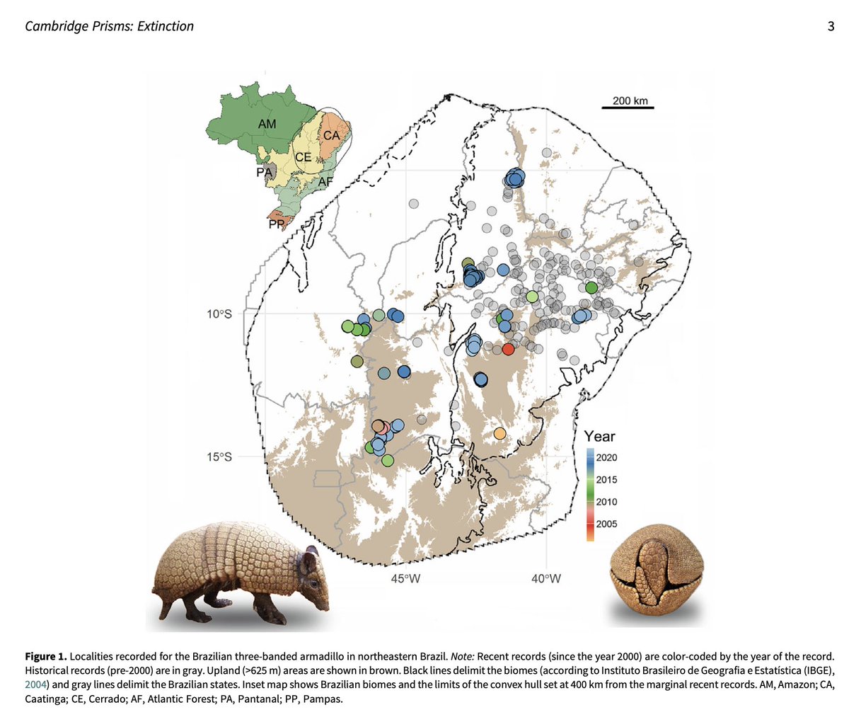 A nice locality map for the Brazilian three-banded armadillo showcasing historical and more recent records in the northeast of the country.