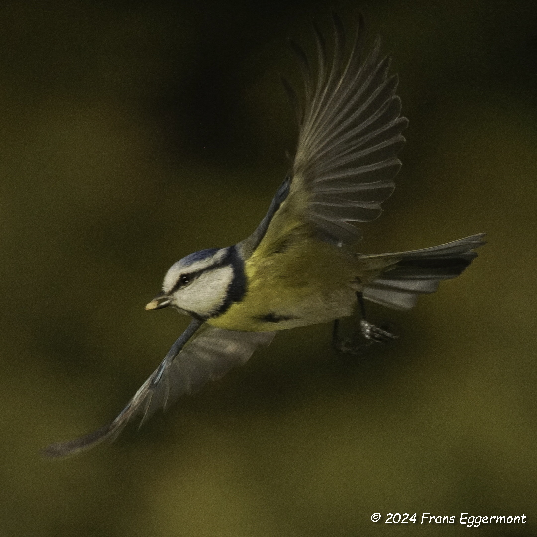 Frans_Eggermont's tweet photo. Pimpelmees in volle vlucht. Bedankt voor je mooie vleugelstand !
#waregem #pimpelmees #tuinvogels #gardenbirds #bleutit @vogelnieuws @natuurenbos https://t.co/lbTy20dg4k