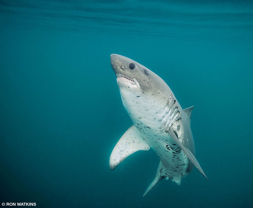 aqualuvsuotd's tweet photo. — ☆ the shark of the day 🦈🫧

the salmon shark (Lamna ditropis) ! famously found in alaska and other parts of the northern pacific, this guy is a species of mackerel shark ! like their names suggests they eat salmon as well as squid and herring 🐟 https://t.co/r03XGjk7mP