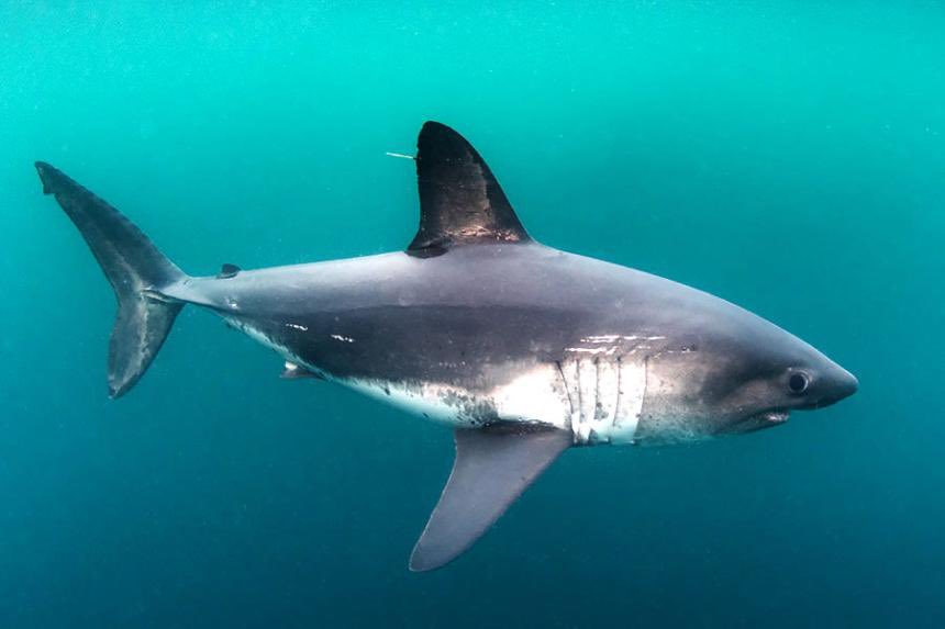 aqualuvsuotd's tweet photo. — ☆ the shark of the day 🦈🫧

the salmon shark (Lamna ditropis) ! famously found in alaska and other parts of the northern pacific, this guy is a species of mackerel shark ! like their names suggests they eat salmon as well as squid and herring 🐟 https://t.co/r03XGjk7mP