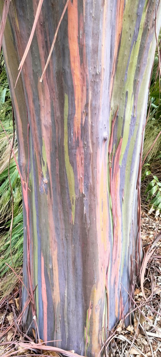 Rainbow Eucalyptus. What a beautiful work of art this tree 🌈🌳
