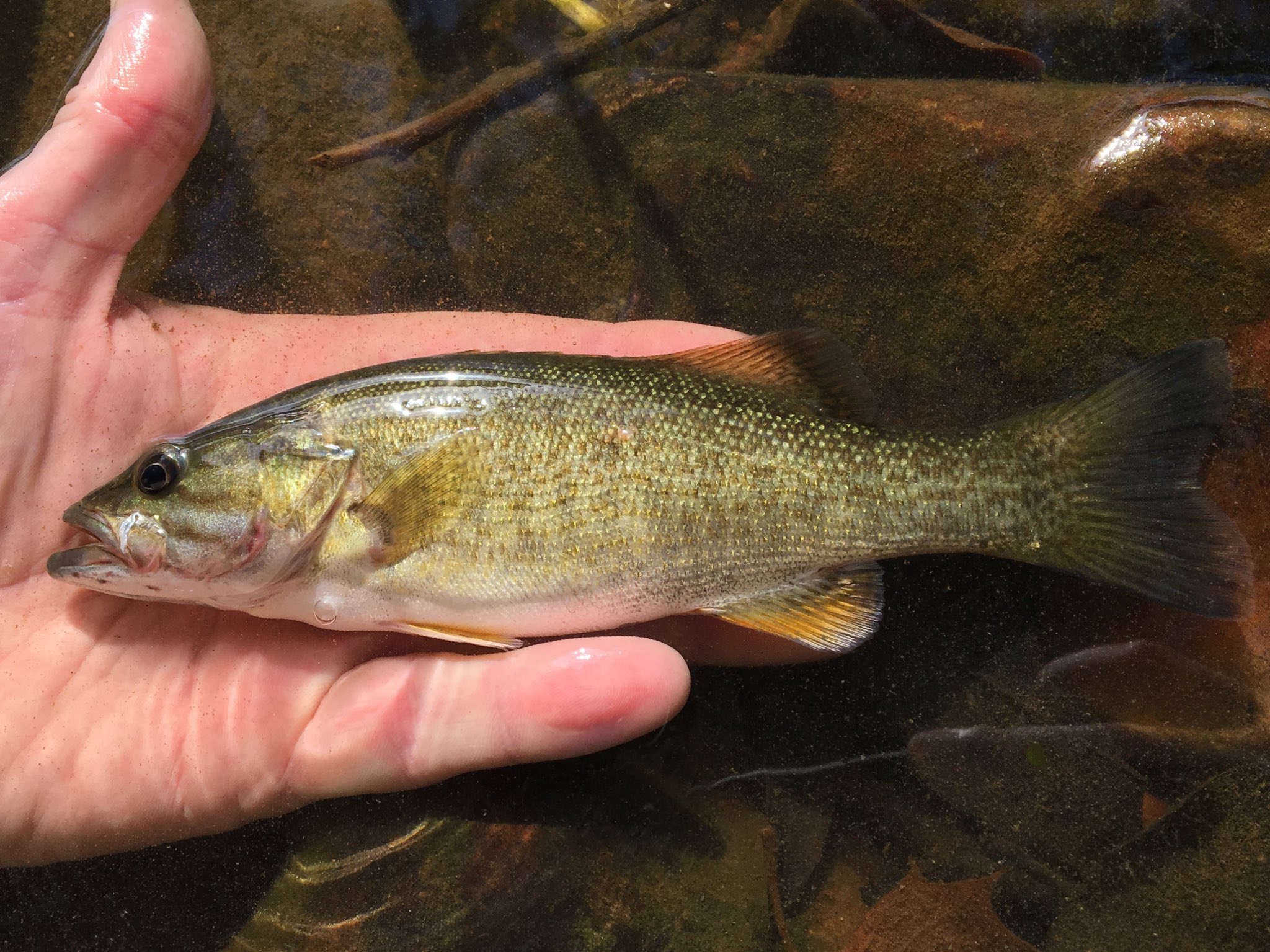 Taylor Fish Lab on X: We found mostly promising news! Most drainages  harbor their native lineage without much introgression with non-natives.  However, impoundments with recent Smallmouth Bass stockings have created  hybrid zones