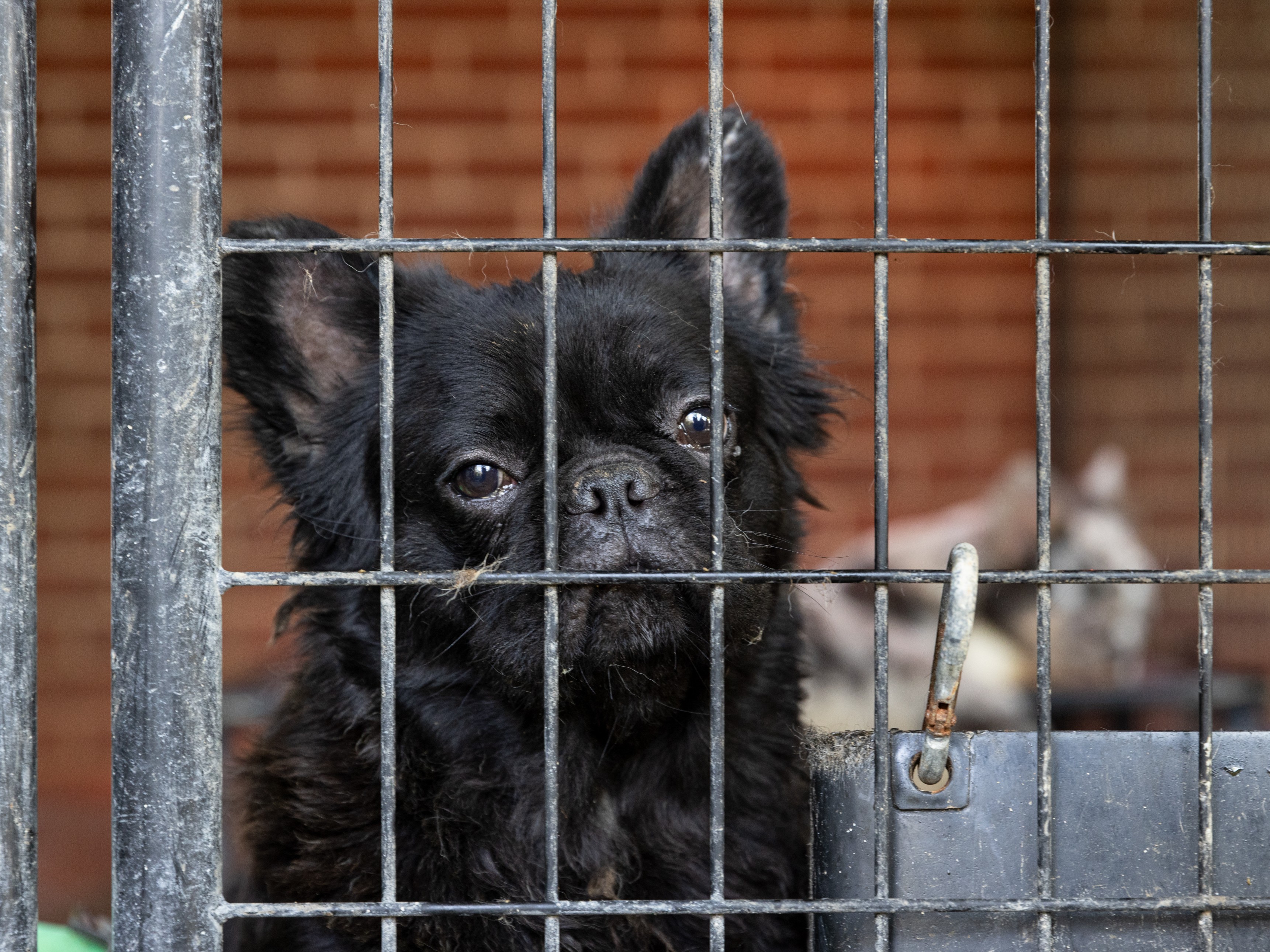 Aspca kennel cheap
