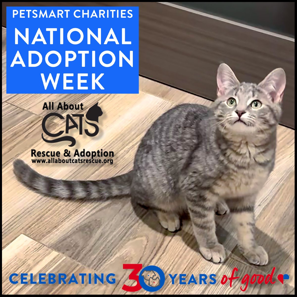 Kip has graciously volunteered to kick off PetSmart National Adoption Week 3/18 - 3/24! He has it on good authority that the purrfect home for him, & so many of his feline furriends is out there. 
Check our link for details.
#adoptlove #nationaladoptionweek #petsmartcharities