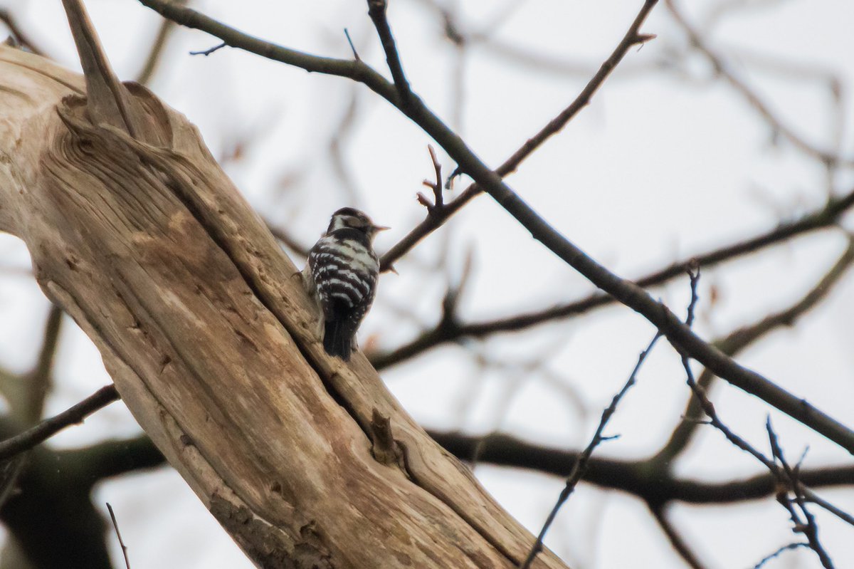The female Lesser Spotted Woodpecker provided an excellent show at Richmond Park on Sunday, constantly calling and drumming for over an hour until we left! #londonbirds