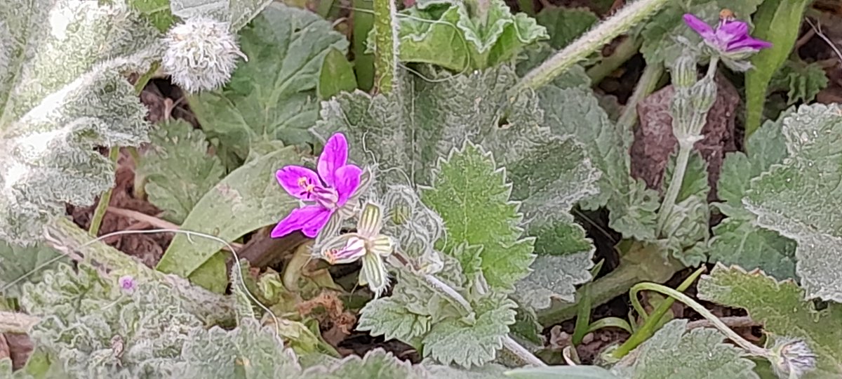 A little beauty I found in my yard.  I really don't know how my phone manages to make such lovely flowers into such awful photos.  The colours are all wrong, the white edging, all wrong.  #LaAlpujarra