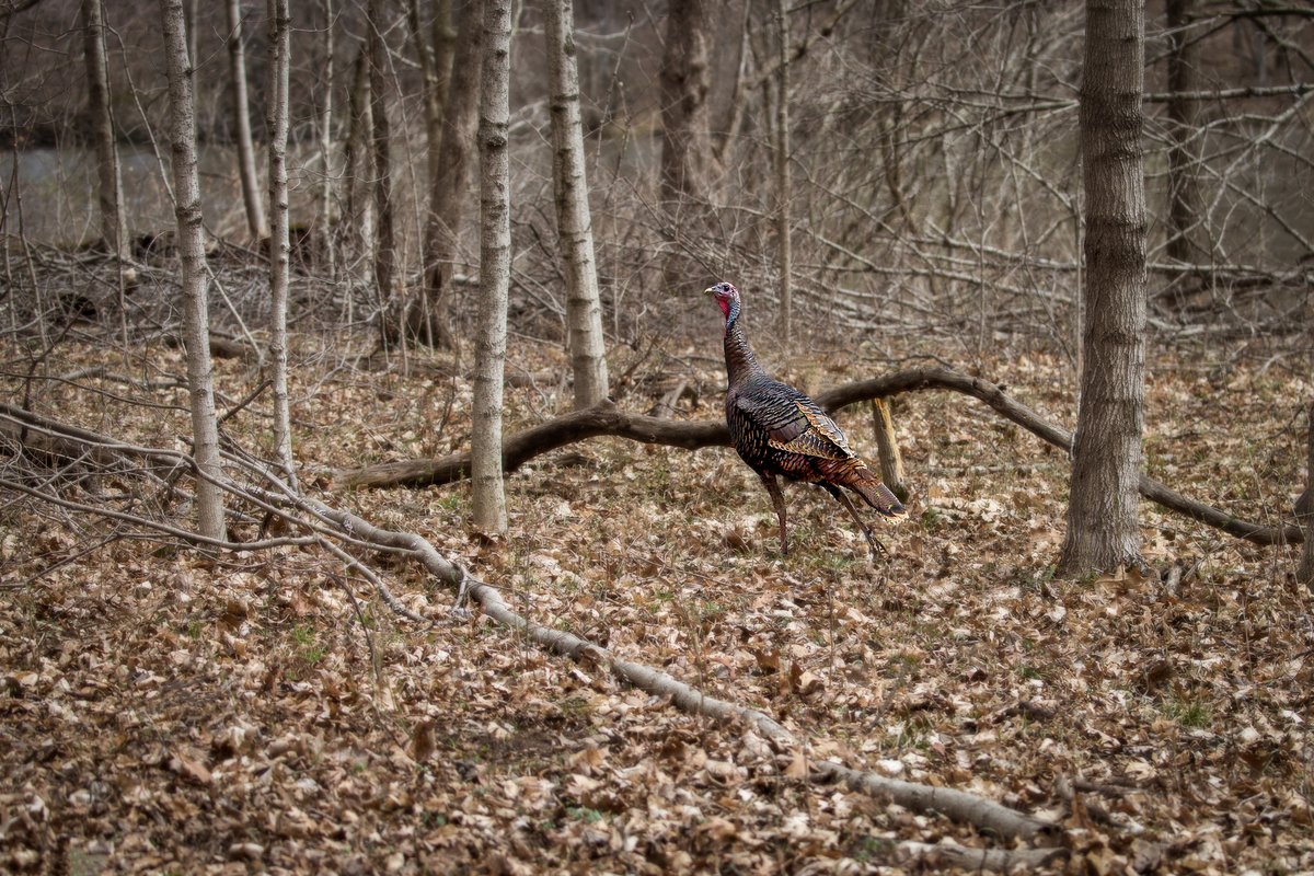 WFLA's tweet image. Florida hunter mistakes man for turkey, shoots him in the head, police say bit.ly/4agXXzg